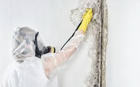 Why You Should Choose Our Mold Remediation Services in Bellwood, PA